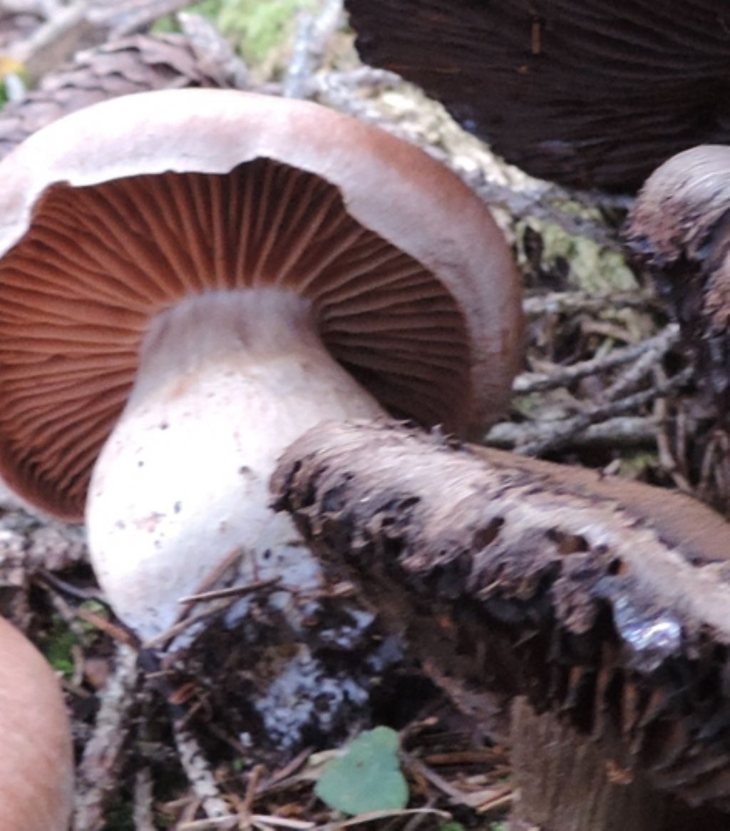 Una foto due funghi diversi